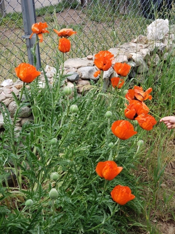 Foto del edificio - 839 Steinfelt Pkwy