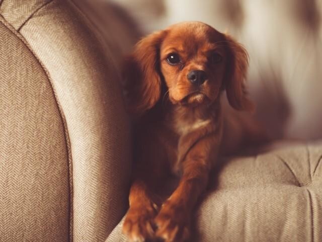 ¡Se admiten mascotas! - Timbercreek East Townhomes