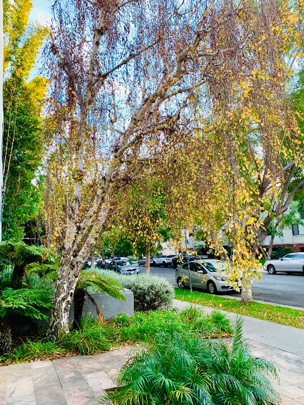 Foto del edificio - 1600 Camden Ave