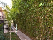 Elan Pacific Palms