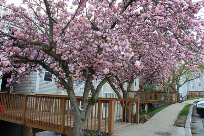 Foto del edificio - Charming 2 Bedroom/1 Bathroom Condo in Halethorpe, MD!