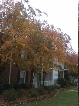 Building Photo - Heatherwood Apartments