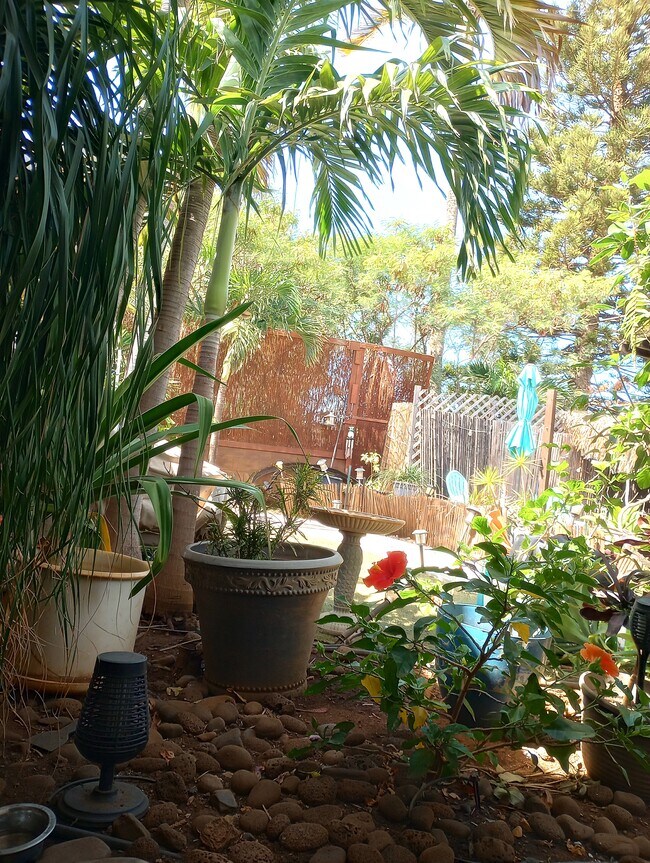 Vista desde la puerta de entrada: un oasis tropical. - 281 Kaikea St