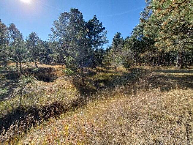 Building Photo - Stunning 4/2/2 Home in Black Forest!!!!