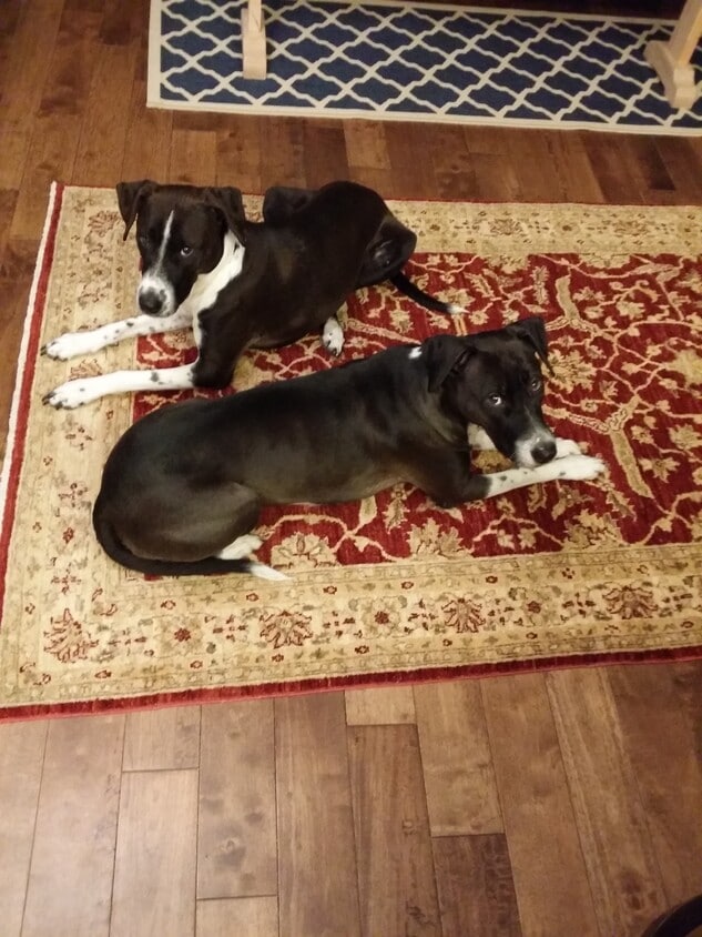 1539 Ritchie Ln, Annapolis, MD 21401 House for Rent in Annapolis, MD