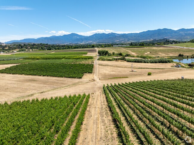 Beautiful vineyards fill Medford.