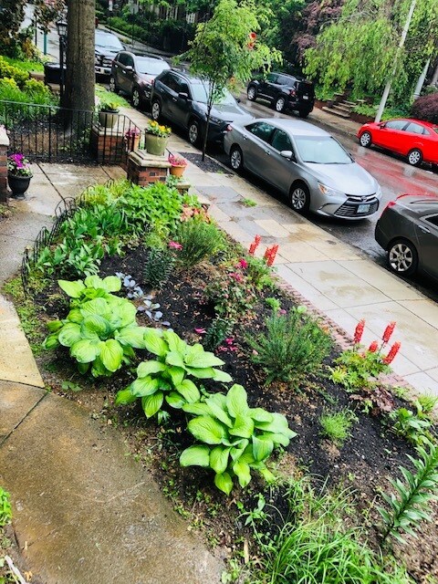 parterre del jardín delantero - 323 S 46th St
