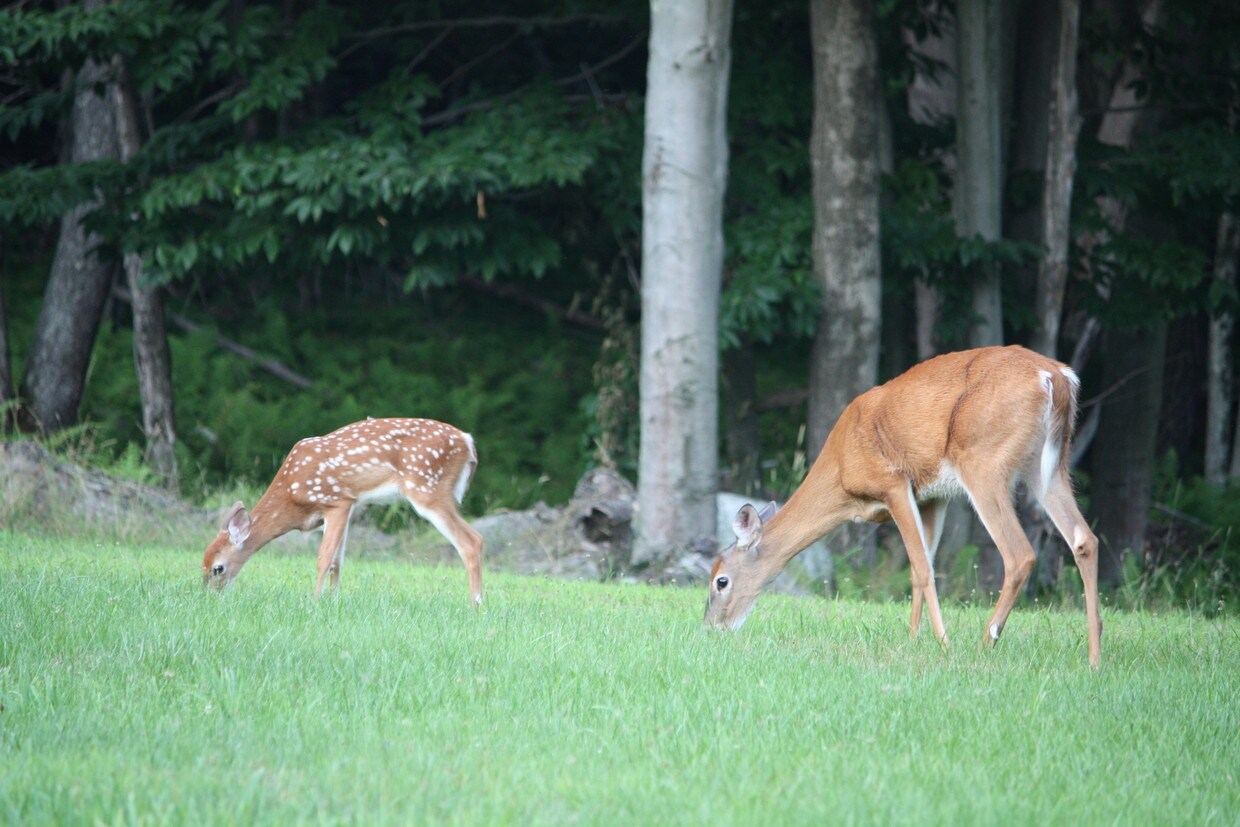 Sullivan County Apartments Apartments 7 Elk Dr Monticello, NY