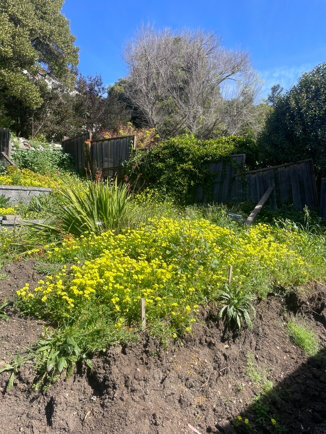 Tiered yard - 3427 Margarita Ave