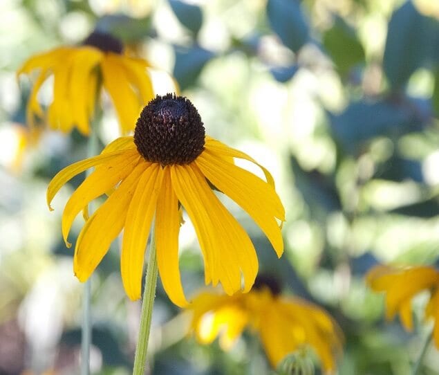 The black-eyed Susan is the Maryland state flower