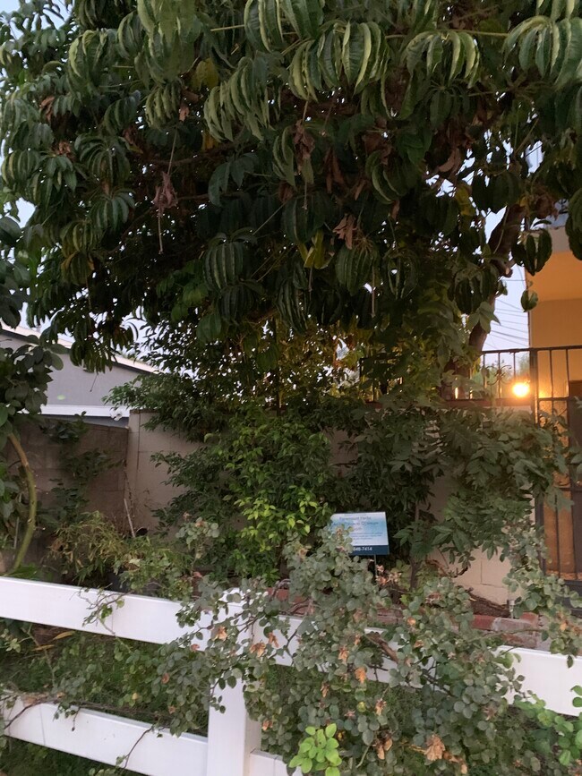 Área de jardín en el frente - 1914 W Alameda Ave