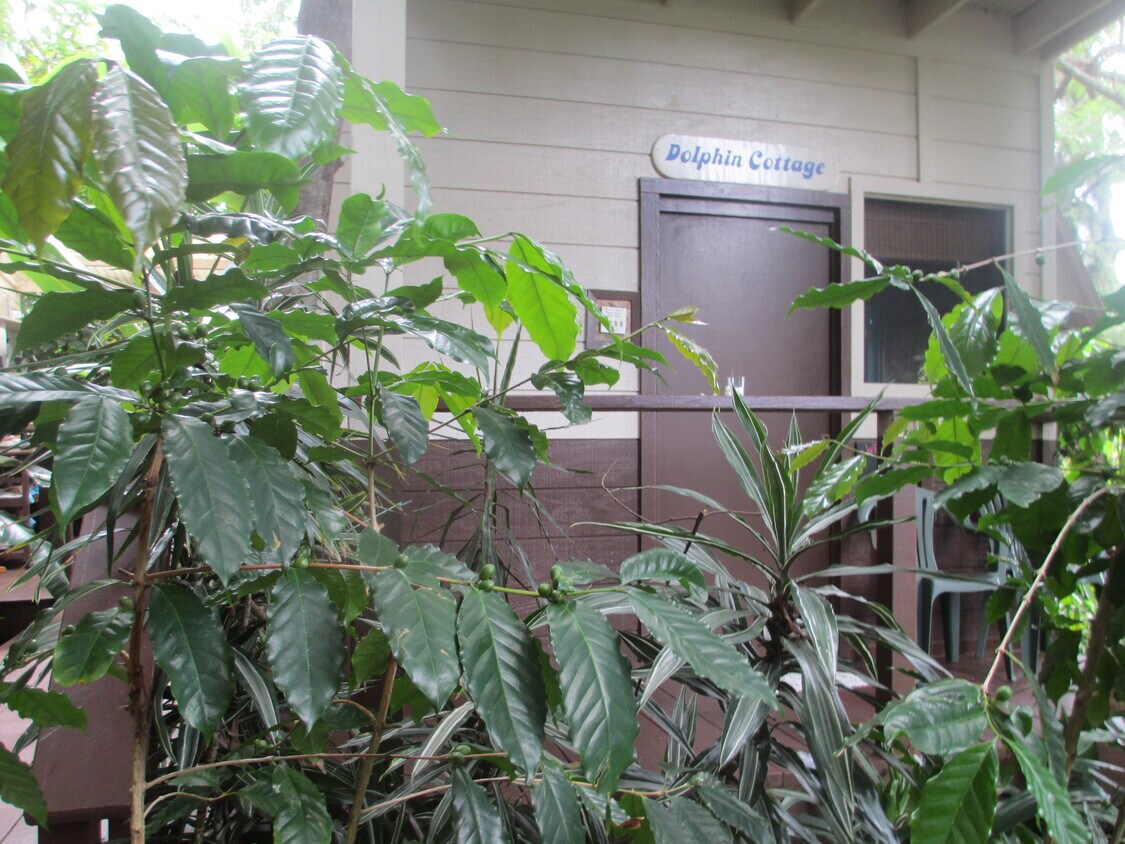 872439 Mamalahoa Hwy, Captain Cook, HI 96704 House Rental in Captain