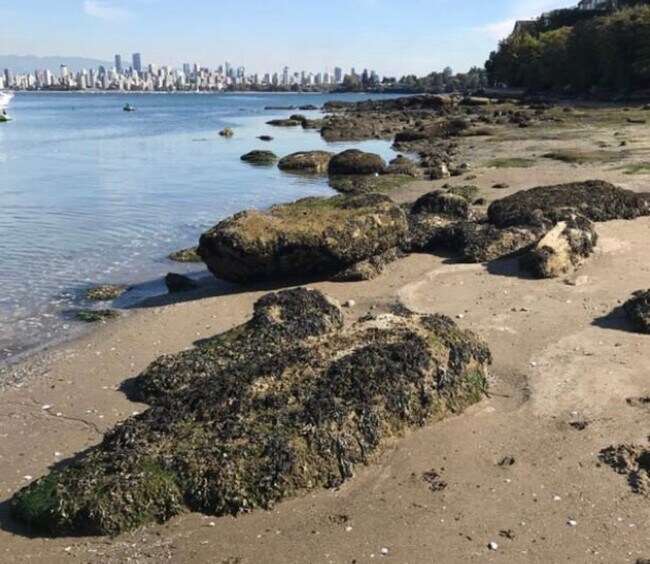 Beach access from Point Grey Park - 1575 Trafalgar St