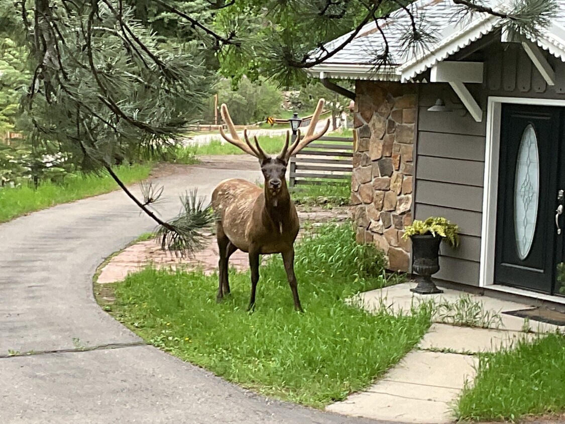 Photo - 32114 Upper Bear Creek Rd (Evergreen, CO)