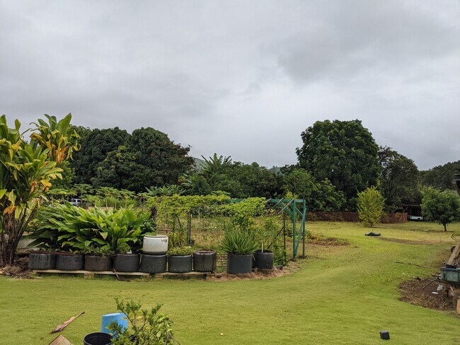 1/2 acre agricultural backyard - 6496 Kawaihau Rd