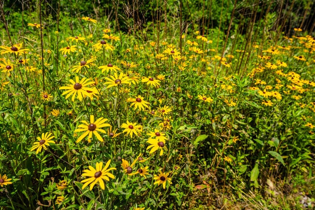 Flowering fields and nature preserves are moments away for Mt. Prospect locals.