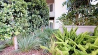 This thoughtfully designed outdoor space offers a generous, open-air environment that balances functionality with natural beauty. The centerpiece of the area is a wide, well-maintained artificial turf lawn that provides a clean, low-maintenance surface suited for leisure, recreation, or pet use. Seating is available via a sleek bench, offering a spot to rest and take in the surroundings.

A raised concrete planter runs along the perimeter, housing tall, dense bamboo that serves as effective and visually appealing privacy screening. The bamboo creates a sense of seclusion while adding a lush, green backdrop against the clear blue sky. Palm trees visible beyond the boundary further reinforce the warm, Southern California ambiance of the space.

Adjacent landscaped garden beds feature a rich variety of plant life, including ornamental grasses, broadleaf evergreen trees, and striking succulent-type plants with vibrant, textured foliage. These plantings are arranged in layered compositions that create visual depth and a polished, resort-like aesthetic.

The space receives abundant natural sunlight throughout the day, contributing to a bright and inviting atmosphere. A waste station is conveniently placed within the turf area, suggesting the space is designed with pet-friendly use in mind. Overall, this outdoor area combines practical amenities with carefully curated greenery to create an attractive and functional communal environment.