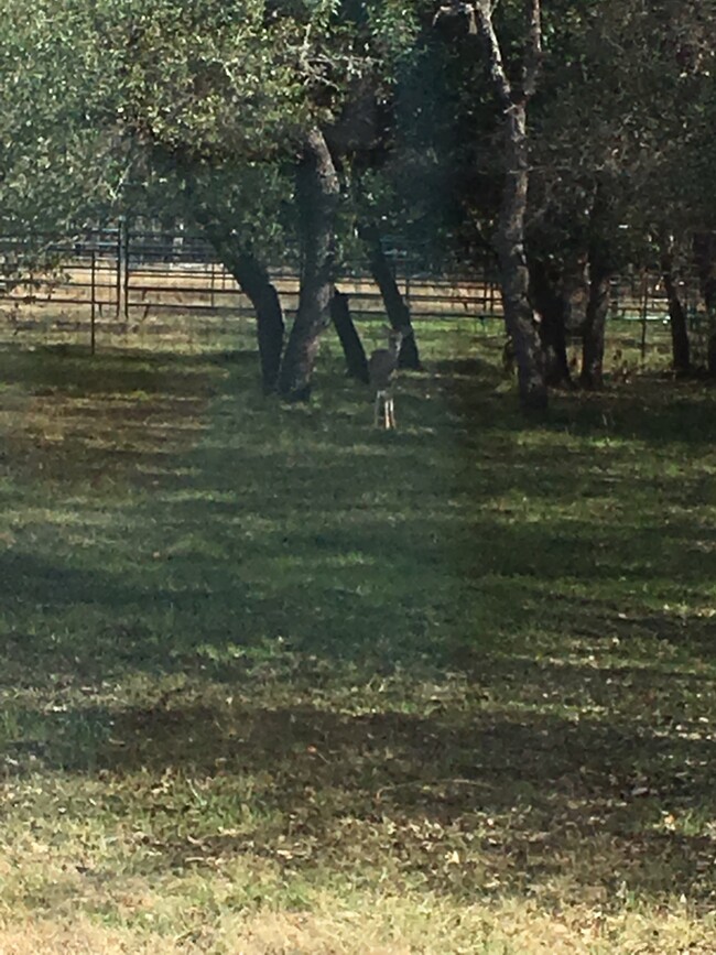 View from bedroom - 1000 Ranchero Road