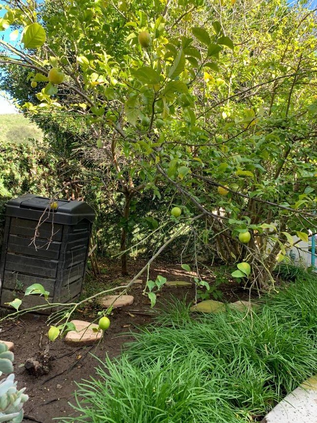 Mature fruit trees and vegatation - 6351 Corte Tunitas