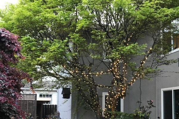 Courtyard at Dusk - 111 Elm St