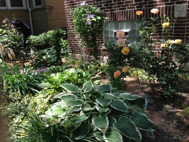 landscaped property - 1432 W Jonquil Terrace