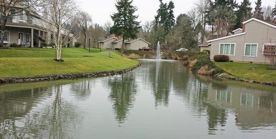 Pond - 13775 SW Scholls Ferry Rd