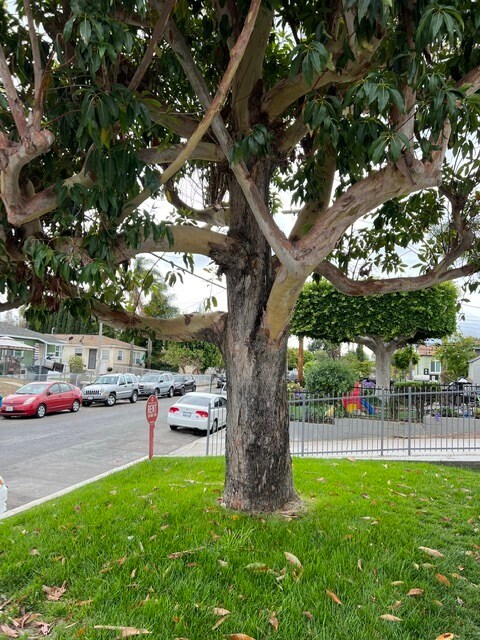 Front Lawn - 1623 W 204th St