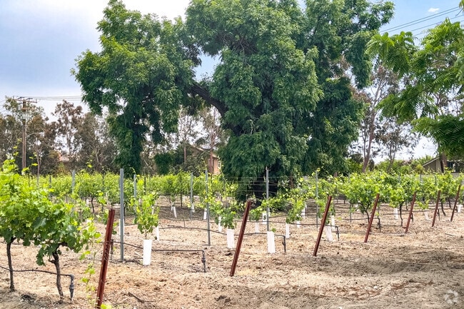Vineyards can still be found in Rancho Cucamonga.