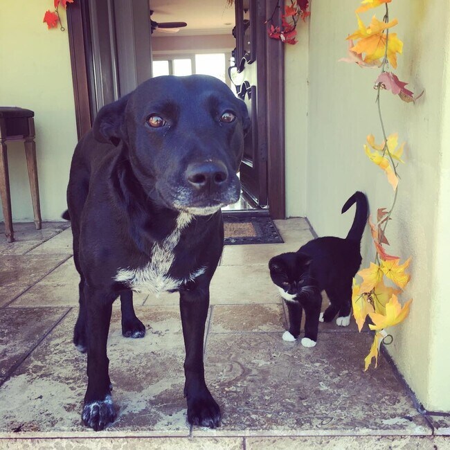 El anfitrión oficial y el gatito es un zapatito - 4244 58th St