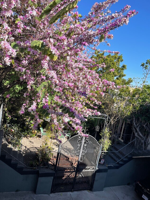 137 Apartments for Rent in Beachwood Canyon, CA Westside Rentals