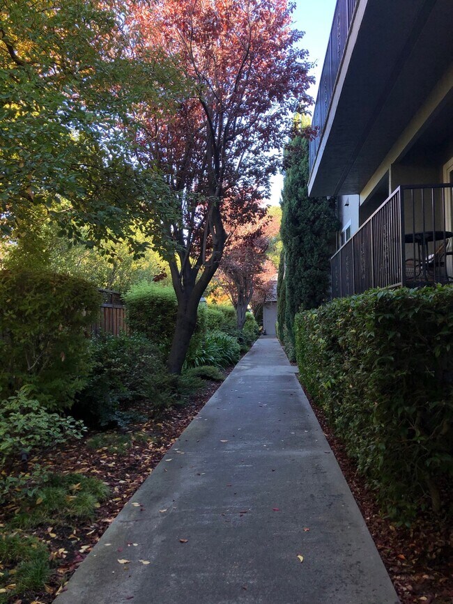 garden walkway - 443 Ventura Ave