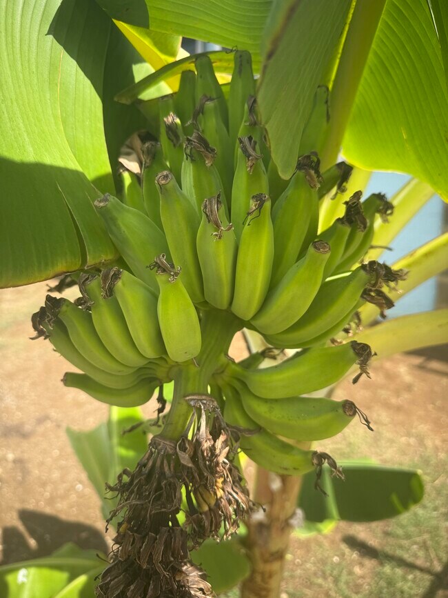 Foto del edificio - 1769 Puowaina Dr