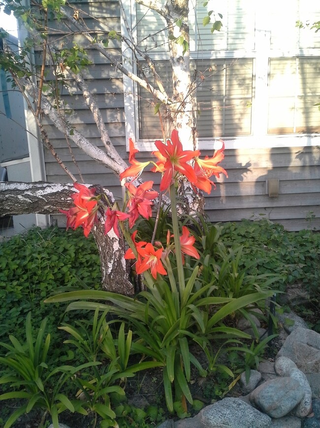 Some of the homes seasonal color - 3722 Marwick Ave