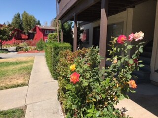 walk ways - 270 Franciscan Ct