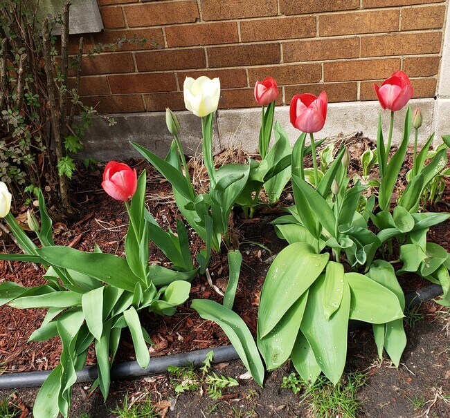 Spring tulip garden - 6932 S Oglesby Ave