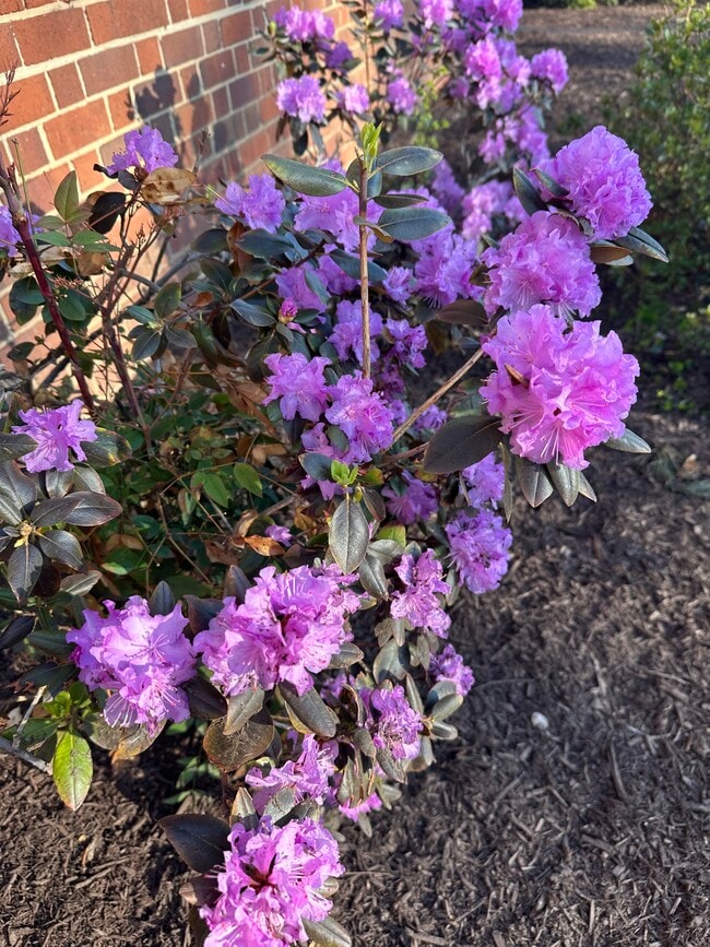 Flores de exterior - 1718 W Abingdon Dr