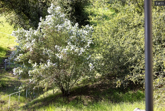 native ceanothys trees in spring bloom - 1359 Oakwood Dr