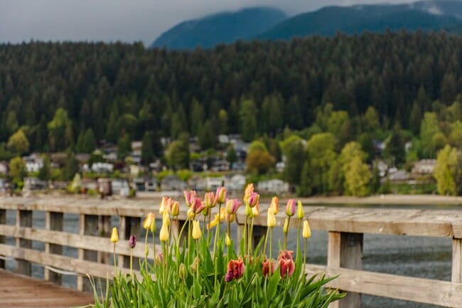 Tulips brighten a wooden pier
