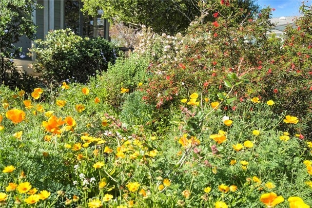 Building Photo - 171 Costa Mesa St