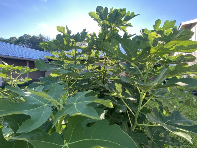 Front yard fig tree - 5206 La Bahia Rd