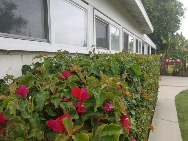 Flowers outside living studio - 7009 Jumilla Ave