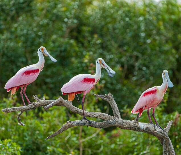Spoonbills rest on a branch along the Hillsborough Bay