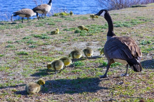 A Canada goose tending to her goslings at Parc du Lac-Leamy.