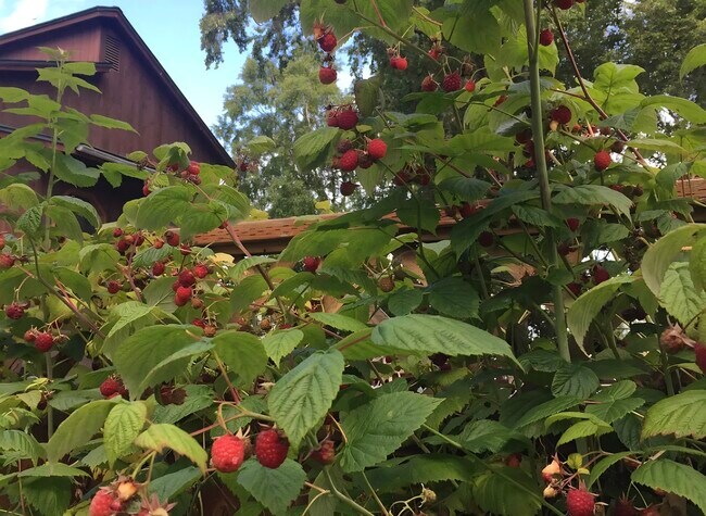 Foto del edificio - 1426 Orca St