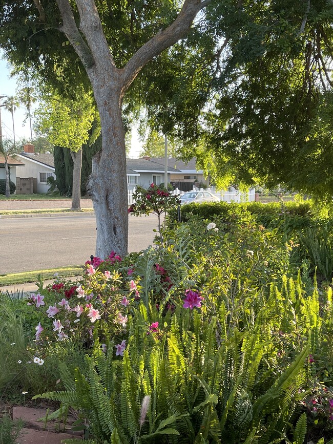 abundant flowers front and back - 23437 Vanowen St