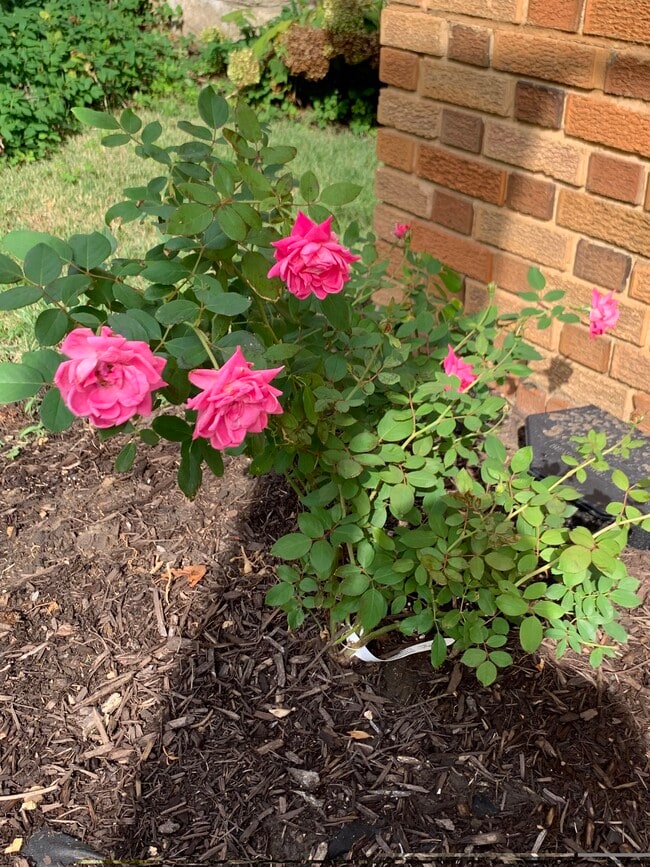 Foto del edificio - 706 E 71st Ter