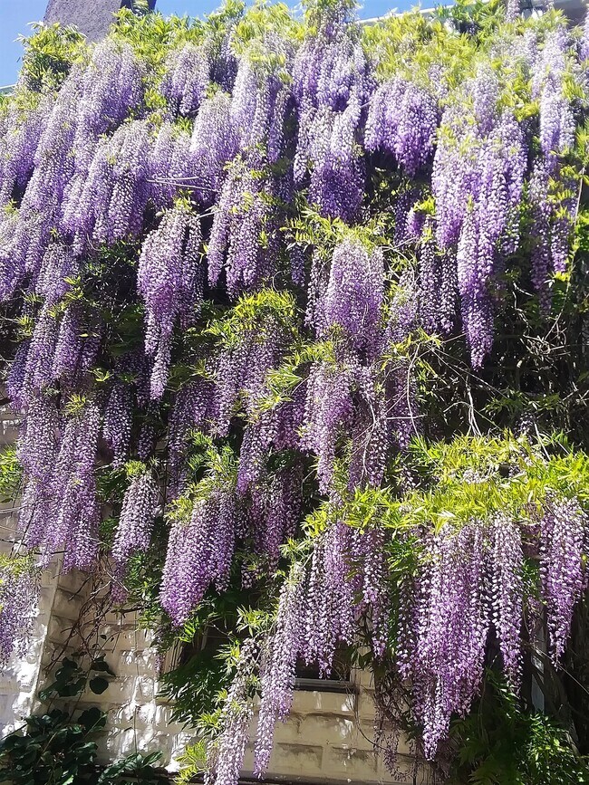 Wisteria on Main Building - 1833 NE 52nd Ave