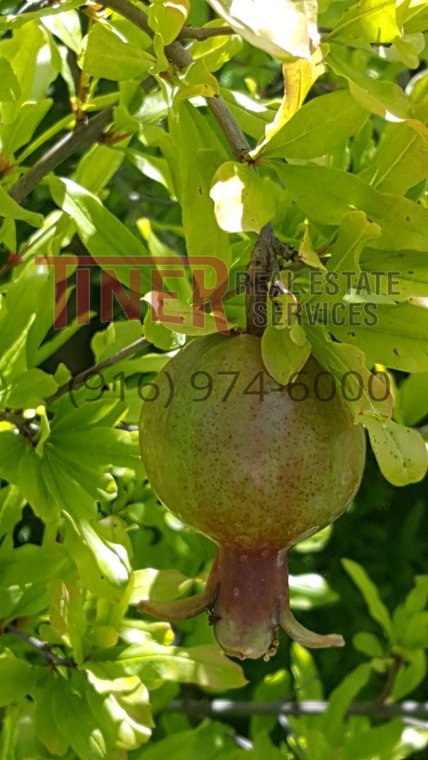 Foto del edificio - Unbelievable horse property on 2.7 acres