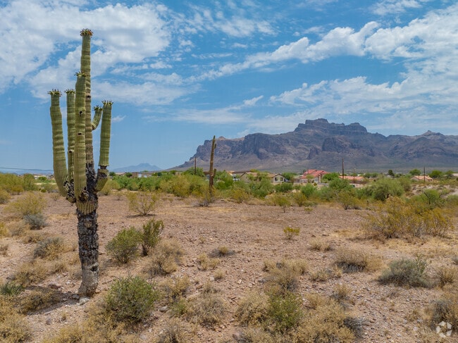 Large saguaro cactus in the desert of Apache Junction.