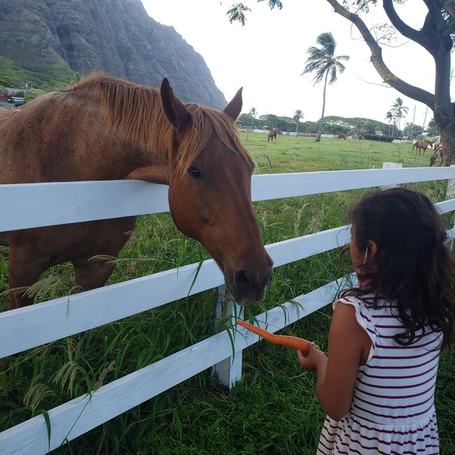 Kualoa Ranch right acros the street - 49-549 Kamehameha Hwy